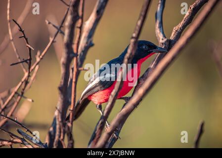 Une peste cramoisie, Laniarius atrococcineus, dans le parc national de Pilanesberg en Afrique du Sud Banque D'Images