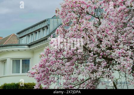 Arbre magnolia fleuri sur le fond de bâtiment blanc. Banque D'Images