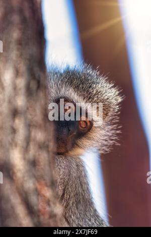 singe vervet se cachant derrière un tronc d'arbre au coucher du soleil dans la brousse Banque D'Images