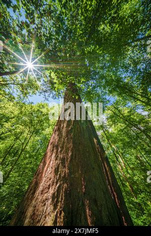 Les rayons dorés du soleil illuminent la forêt dense, perçant à travers la canopée des arbres et créant un beau jeu de lumière et d'ombres dans la nature Banque D'Images