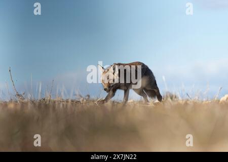 Chasse au renard roux le matin, Espagne Banque D'Images