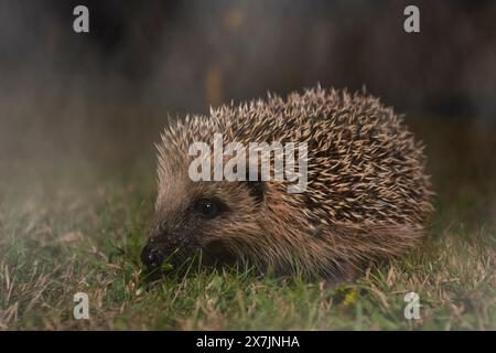 Un Hedgehog Erinaceus eropaeus se nourrissant dans un jardin du nord du Norfolk, Royaume-Uni Banque D'Images