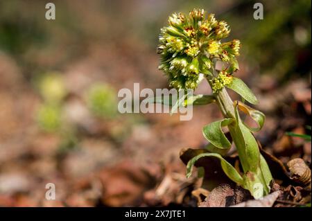 Petite plante blanche Butterbur (petasites albus) à la fin du mois de mars avec fond flou Banque D'Images