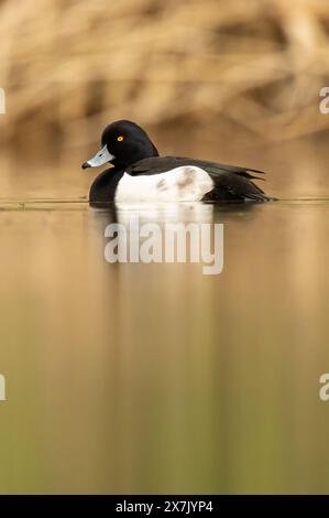 Rottweil, Allemagne. 20 mai 2024. Un canard plongeant nage dans un étang à poissons près de Rottweil. Crédit : Silas Stein/dpa/Alamy Live News Banque D'Images