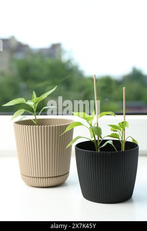 Semis de poivrons dans des pots sur le rebord de la fenêtre Banque D'Images