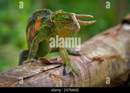 Jacksons caméléon - Trioceros jacksonii aussi Jacksons ou Kikuyu caméléon à trois cornes, famille Chamaeleonidae originaire d'Afrique de l'est, et introduit t Banque D'Images