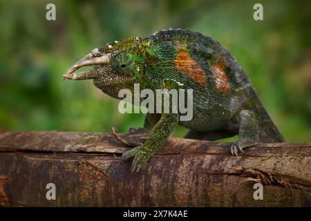 Jacksons caméléon - Trioceros jacksonii aussi Jacksons ou Kikuyu caméléon à trois cornes, famille Chamaeleonidae originaire d'Afrique de l'est, et introduit t Banque D'Images