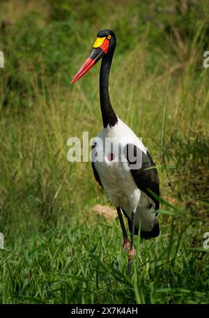 Cigogne à bec de selle - Ephippiorhynchus senegalensis ou bec de selle, échassier en cigogne chez les Ciconiidae, dos noir et blanc et tête rouge et jaune. Banque D'Images