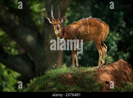 Buck du Cap - Tragelaphus sylvaticus également imbabala, antilope brune de taille moyenne vivant dans le Bush en Afrique subsaharienne se tenant sur la petite colline i Banque D'Images