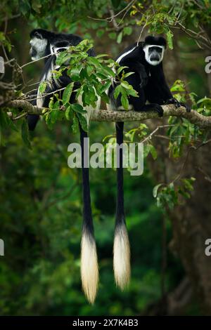 Colobus noir et blanc ou colobi - Colobus guereza, singe originaire d'Afrique, apparenté au singe colobus rouge de Piliocolobus, longues queues, famille avec y Banque D'Images