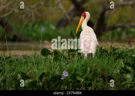 Cigogne à bec jaune - Mycteria ibis aussi cigogne des bois ou ibis, grande cigogne africaine à Ciconiidae, répandue au sud du Sahara et de Madagascar, Banque D'Images