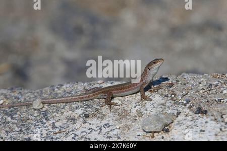 Un lézard mural d'Erhard (Podarcis erhardii), tourné sur l'île grecque de Santorin. Banque D'Images