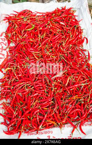 Piments rouges vifs disposés pour sécher au soleil dans un village de Lahu à Lanjia Lodge, Chiang Khong dans la province de Chiang Rai, au nord de la Thaïlande Banque D'Images