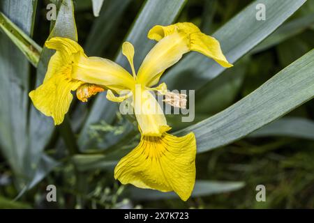 Sumpf-Schwertlilie (Iris pseudacorus) Banque D'Images