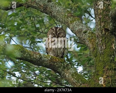 Camouflé Tawny Owl aka Brown Owl (Strix aluco) à la lumière du jour perché sur la branche d'arbre de saule à RSPB Leighton Moss, Lancashire UK Banque D'Images