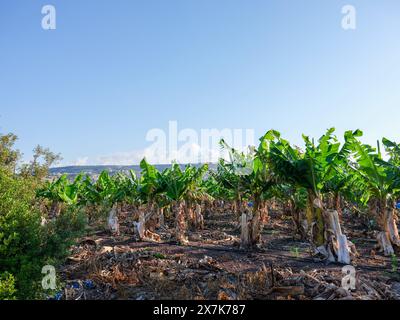 Mai 2024 - plantation de bananes près de Pegeia, Pafos, Chypre. Banque D'Images