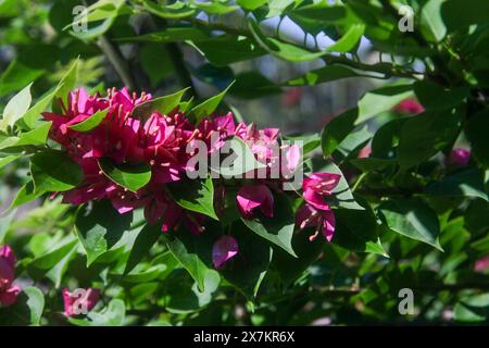 Les fleurs de bougainvilliers fleurissent magnifiquement en été en Indonésie Banque D'Images