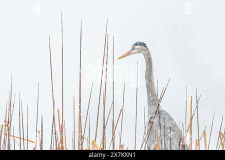 Great Blue Heron dans la neige - Ardea herodias parmi les roseaux neigeant le temps Banque D'Images