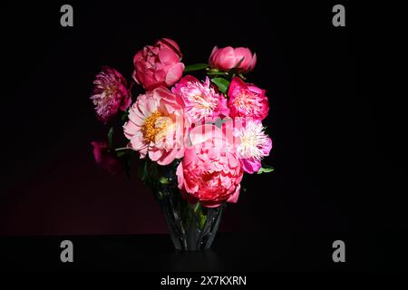 Bouquet de pivoines rose vif sur fond sombre Banque D'Images