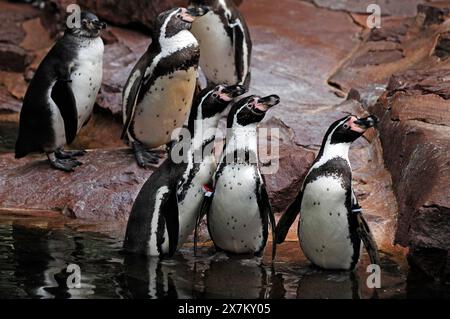 Manchots de Humboldt (Spheniscus humboldti) Nuremberg Zoo, am Tiergarten 30, Nuremberg, moyenne Franconie, Bavière, Allemagne Banque D'Images