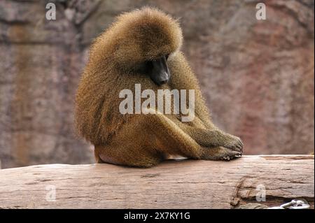 Poussées dormantes ou babouin d'Inde (Papio papio) sur un tronc d'arbre, Nuremberg Zoo, Am Tiergarten 30, Nuremberg, moyenne Franconie, Bavière, Allemagne Banque D'Images