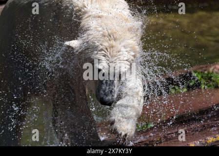 Ours polaire (Ursus maritimus) secouant dans l'eau, Zoo de Nuremberg, moyenne Franconie, Bavière, Allemagne Banque D'Images