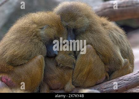 Babouins de Guinée, également connu sous le nom de babouins sphinx ou babouin d'Inde (Papio papio), zoo de Nuremberg, moyenne Franconie, Bavière, Allemagne Banque D'Images