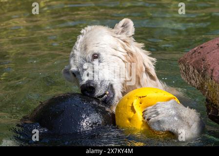 Ours polaire (Ursus maritimus) jouant avec des balles dans l'eau, zoo de Nuremberg, moyenne Franconie, Bavière, Allemagne Banque D'Images