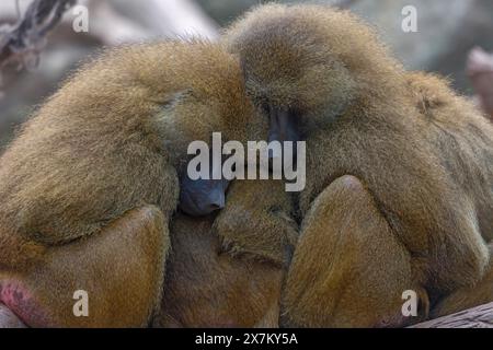 Babouins de Guinée, également connu sous le nom de babouins sphinx ou babouin d'Inde (Papio papio), zoo de Nuremberg, moyenne Franconie, Bavière, Allemagne Banque D'Images