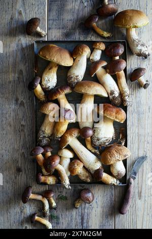 boletus forestier comestible sauvage sur un plateau en métal et sur un dos en bois Banque D'Images