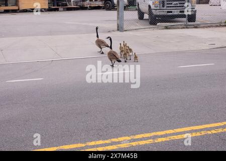 La famille de bernaches du Canada traverse la route dans le quartier de long Island City le 17 mai 2024 dans le Queens Borough de New York. Banque D'Images