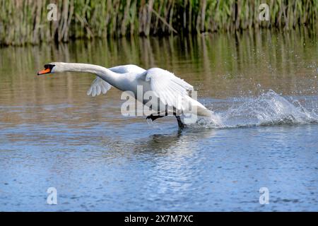 Un Cygne muet prend l'air Banque D'Images