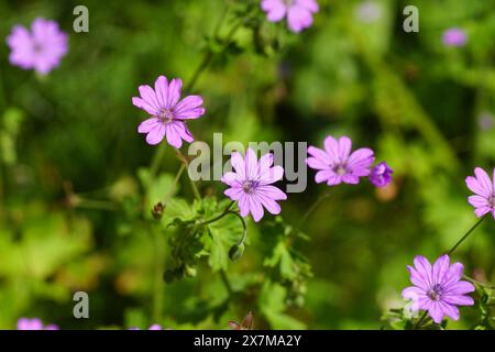 Gros plan cranesbill de haie rose à fleurs, bec de crane de montagne (Geranium pyrenaicum), famille des Geraniaceae. Printemps, mai, jardin hollandais Banque D'Images