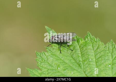 Gros plan de la mouche de la racine Eustalomyia histrio sur une feuille. Tribu Hydrophoriini, sous-famille des Anthomyiinae, famille des mouches à mouches racines (Anthomyiidae). Banque D'Images