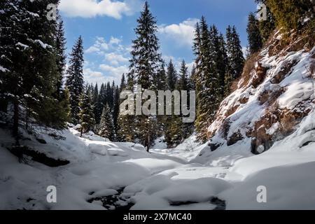 Paysage hivernal pittoresque avec des pins poussiéreux de neige illuminés par le soleil du matin dans une vallée montagneuse glacée Banque D'Images