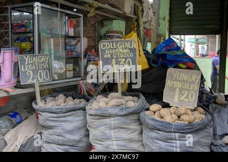 Chimbote, Pérou - 18 avril 2024 : différents types de pommes de terre à vendre sur le marché public Mercado dos de Mayo (marché du 2 mai) Banque D'Images