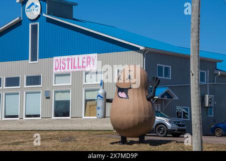 Mascotte de pommes de terre chez Blue Roof Distillers à Malden, Nouveau-Brunswick, Canada Banque D'Images