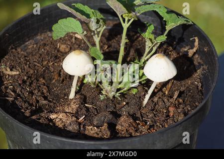 Deux petits champignons Conocybe. Probablement Conocybe albipes de la famille des Bolbitiaceae dans un pot avec un hysope anis (Agastache foeniculum). Printemps, mai, Banque D'Images