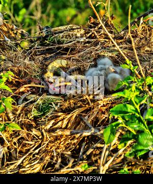 Buzzard à longues pattes (Buteo rufinus) les oisillons ont 5 jours, les yeux des aînés sont ouverts. Les parents ont apporté le serpent des Balkans (Coluber jugularis) comme nourriture. Vue de Banque D'Images