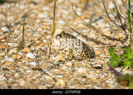 Le crapaud variable (Bufo viridis) chasse les petits insectes dans les dunes des steppes. Arabatskaya strelka. Mer d'Azov Banque D'Images