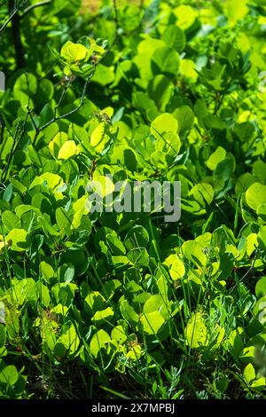 Barbe d'Aaron (Cotinus coggygria) cultivée en Crimée au plus tard en 1650. Les plantations de Scumpia ont une valeur de protection des sols et d'anti-érosion (ceintures forestières Banque D'Images