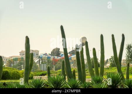 Pachycereus pringlei (également connu sous le nom de cardon géant mexicain ou cactus éléphant. Parc désertique d'Abu Dhabi. Émirats arabes Unis Banque D'Images