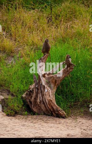 Une troupe de babouins olives (Papio anubis). grimper à un arbre Banque D'Images