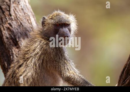 Une troupe de babouins olives (Papio anubis). Banque D'Images