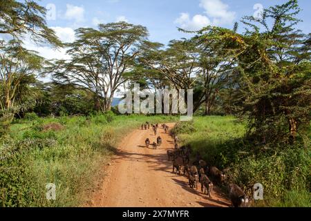 Une troupe de babouins olives (Papio anubis). Banque D'Images