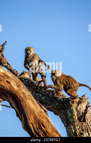 Une troupe de babouins olives (Papio anubis). grimper à un arbre Banque D'Images