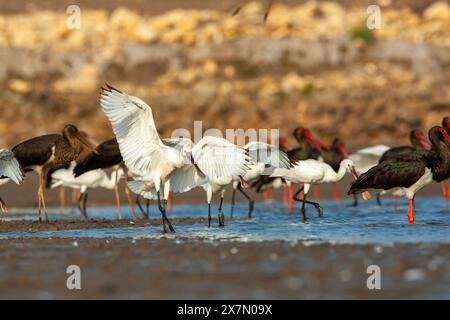 Alimentation eurasienne en cuillères (Platalea leucorodia). Photographié en Israël en novembre Banque D'Images