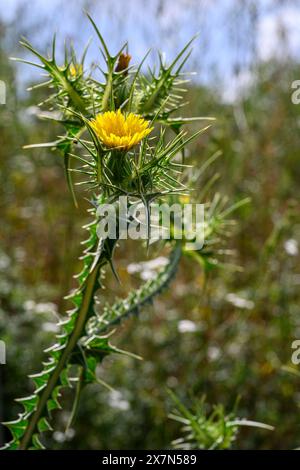 Le chardon doré tacheté Scolymus maculatus est une plante annuelle épineuse de la famille des Asteraceae, originaire de la région méditerranéenne du sud de l'Europe, sou Banque D'Images