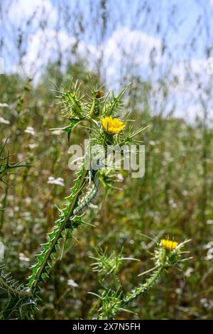 Le chardon doré tacheté Scolymus maculatus est une plante annuelle épineuse de la famille des Asteraceae, originaire de la région méditerranéenne du sud de l'Europe, sou Banque D'Images