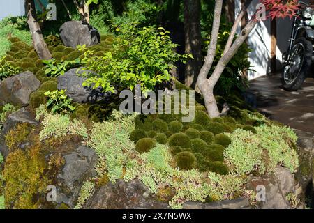 Londres, Royaume-Uni. 20 mai 2024. Le Moroto no IE Sanctuary Garden au RHS Chelsea Flower Show à Londres. Designer Kazuyuki Ishihara. Sponsors Mihara-Teien, HB-101, G-lion. Crédit : Maureen McLean/Alamy Live News Banque D'Images